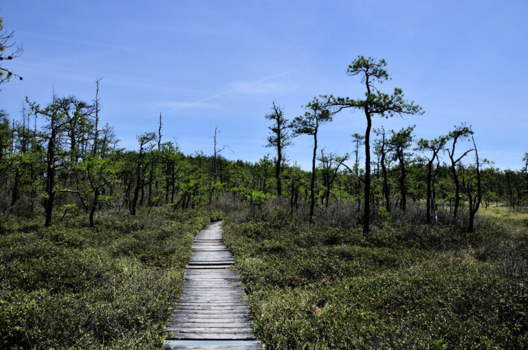 Saco Heath Preserve